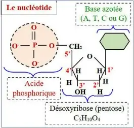 Nature de l’information génétique